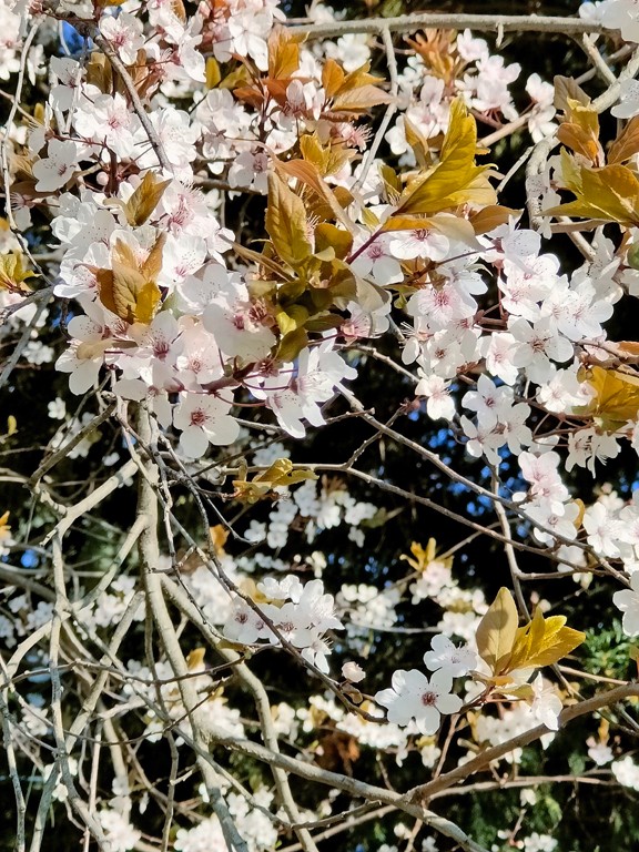Prunus (détail)