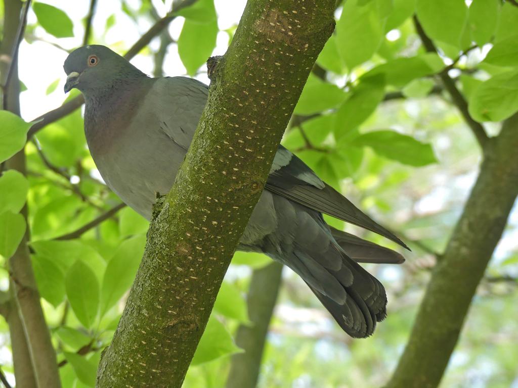 Pigeon sur magnolia 2