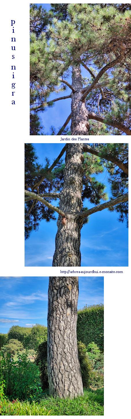 Pinus nigra 1